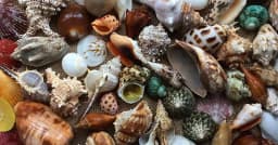 কীভাবে তৈরি হয় ঝিনুকের খোলস?