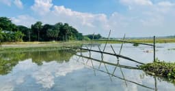 সালথায় বাঁশের সাঁকোয় কমল কৃষক-শিক্ষার্থীদের দীর্ঘদিনের দুর্ভোগ