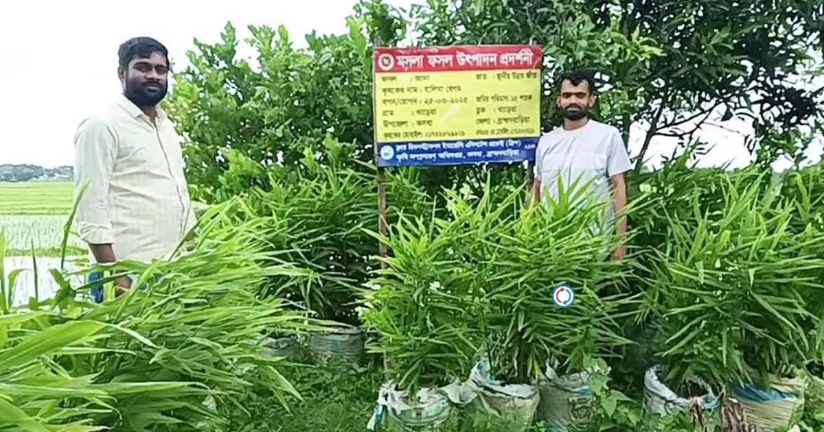 কসবায় জনপ্রিয় হয়ে উঠছে আদা চাষ, আগ্রহ বাড়ছে কৃষকদের