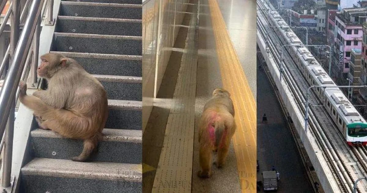 মেট্রো স্টেশনে ‘চিল মুডে’ বানর, কৌতূহলে ভিড় যাত্রীদের