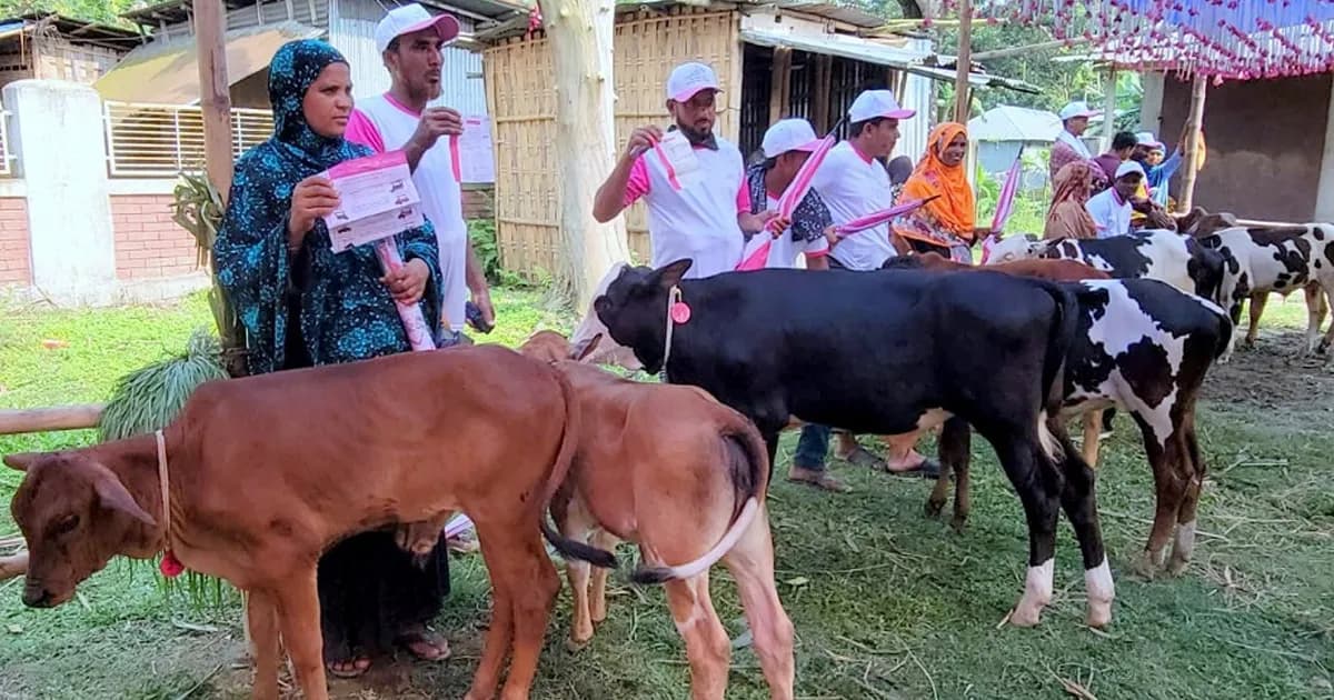 ঠাকুরগাঁওয়ে উন্নত জাতের বাছুর প্রদর্শনী ও পুরস্কার বিতরণ