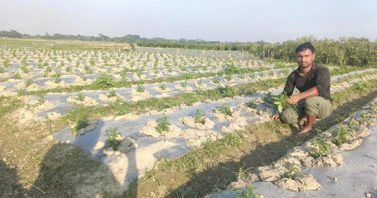 জাজিরায় মালচিং পদ্ধতির সবজি চাষে আগ্রহ বাড়ছে কৃষকদের