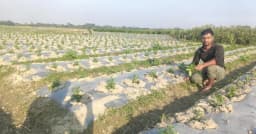 জাজিরায় মালচিং পদ্ধতির সবজি চাষে আগ্রহ বাড়ছে কৃষকদের