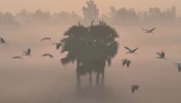 ধুনটে অতিথি পাখির কুয়াশাচ্ছন্ন সকাল