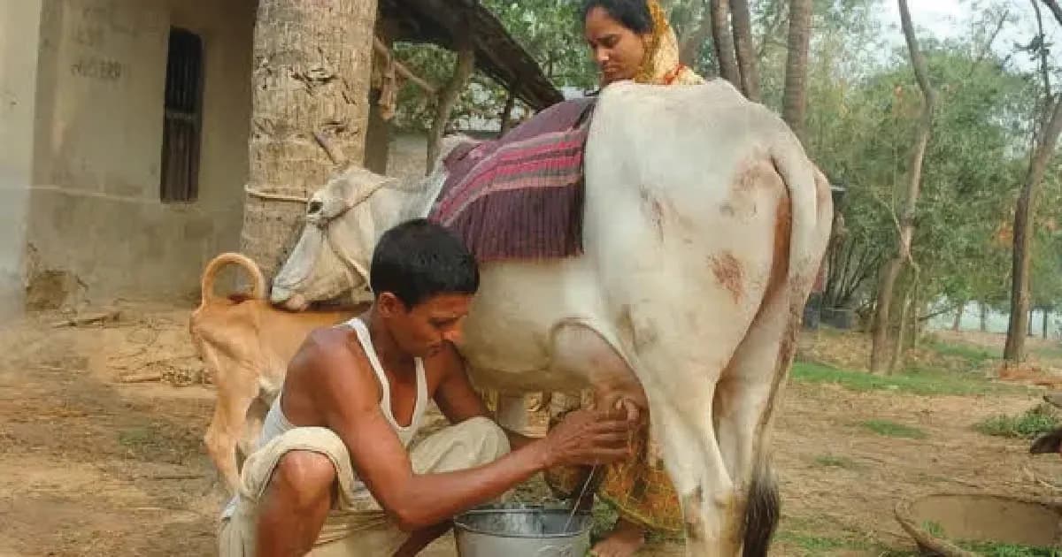 ১৩ হাজার টাকায় বিক্রি ১ লিটার দুধ