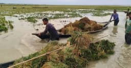 হাওরে দুর্যোগের সঙ্গে মানুষের লড়াই, হার মানছে কৃষকের স্বপ্ন