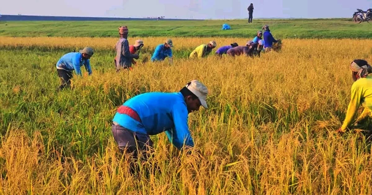 হাওরে চলছে বোরো ধান কাটার উৎসব