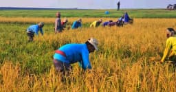 হাওরে চলছে বোরো ধান কাটার উৎসব