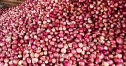 উৎপাদন খরচের নিচে দাম, লোকসানে নগরকান্দার পেঁয়াজ চাষিরা