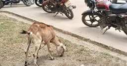 ছাগল ধরে থানায় দিলেন কৃষক