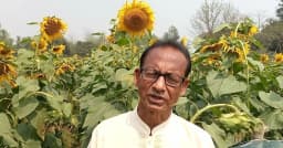 ময়মনসিংহে শিক্ষক কাজিম উদ্দিনের সূর্যমুখী বাগান হলুদে ছেয়ে গেছে