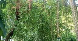পাইকগাছায় গাছের ডালে ঝুলন্ত অবস্থায় যুবকের মরদেহ উদ্ধার