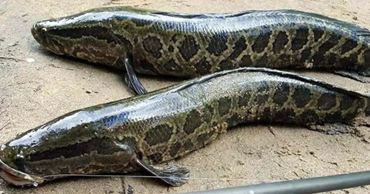 দেখা মাত্রই যে মাছ মেরে ফেলার নির্দেশ!