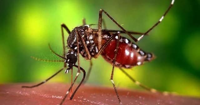২৪ ঘণ্টায় ডেঙ্গুতে আরও ২ জনের মৃত্যু