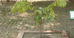 স্মৃতিসৌধ প্রাঙ্গণে পারিজাতের চারা রোপণ করলেন প্রধানমন্ত্রী