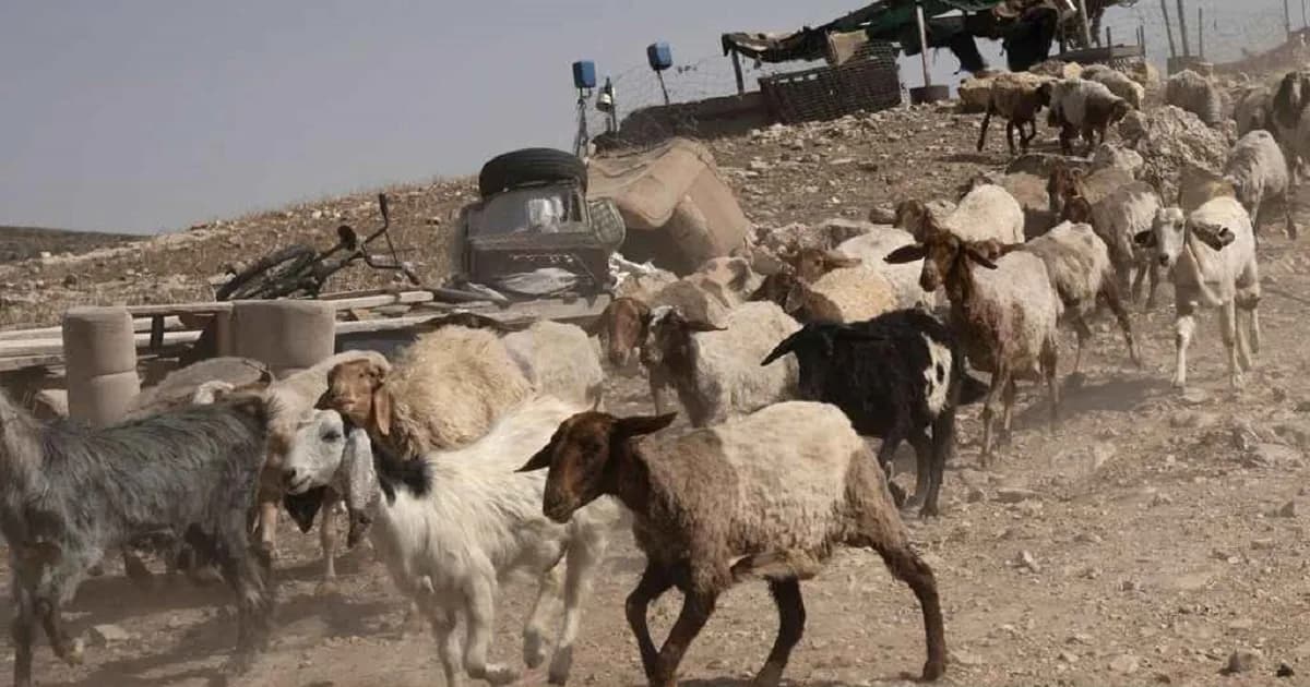 সীমান্ত পেরিয়ে সিরিয়ার ছাগল চুরি করল ইসরায়েলি বাহিনী