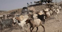 সীমান্ত পেরিয়ে সিরিয়ার ছাগল চুরি করল ইসরায়েলি বাহিনী
