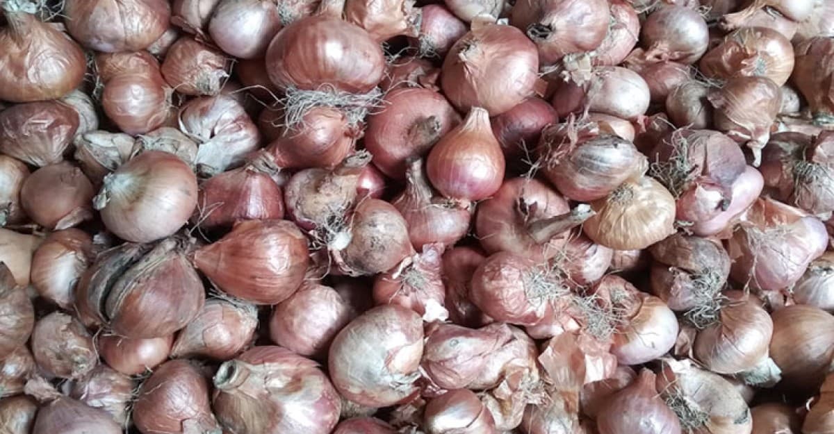 পেঁয়াজের কেজি ১৬ টাকা