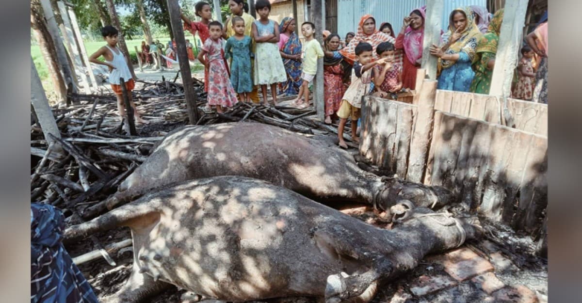 কয়েলের আগুনে খামারির স্বপ্ন পুড়ে ছাই