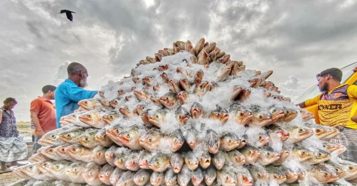 কাল থেকে বাজারে দেখা মিলবে ইলিশের