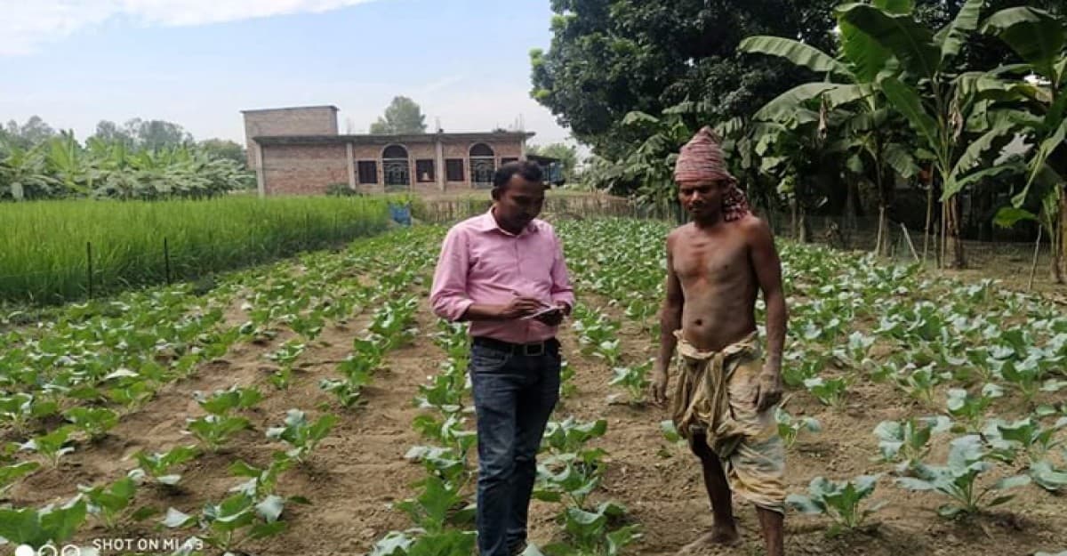 আগাম শীতকালীন সবজি ফুলকপি চাষে লাভের আশা