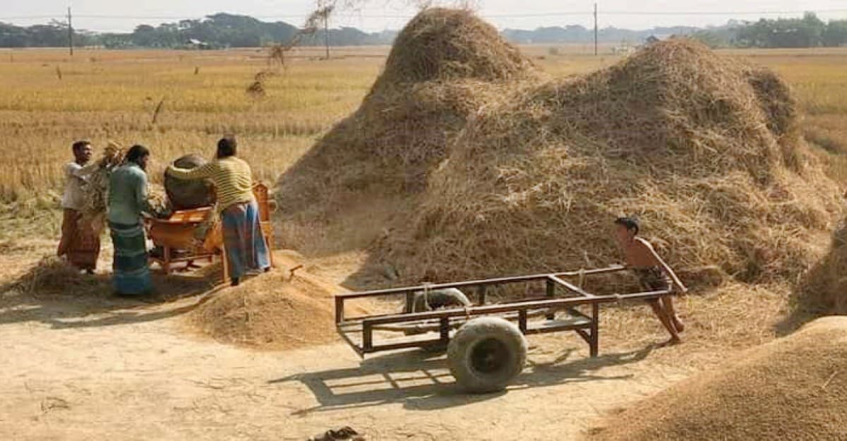 আমন ধানের বাম্পার ফলন, মারাই কাজে ব্যস্ত কৃষক