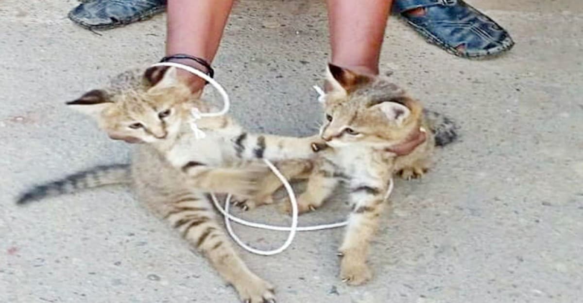 ধানক্ষেত থেকে ২টি শাবক বনবিড়াল উদ্ধার