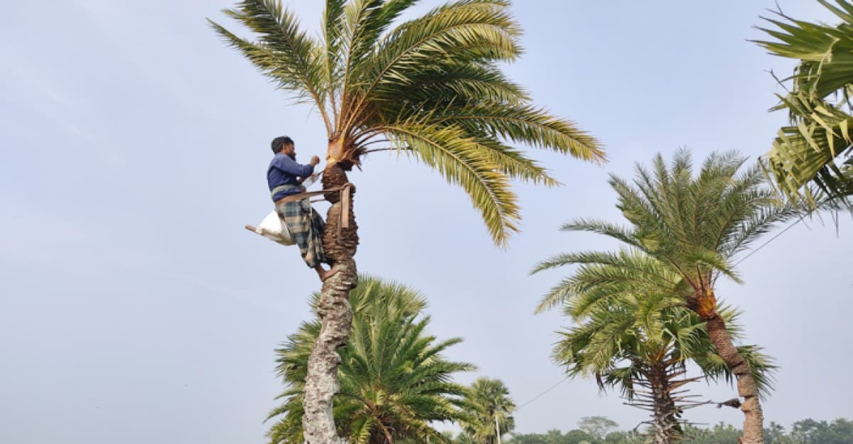 বরগুনায় খেজুরের রস সংগ্রহে গাছ কাটায় ব্যস্ত গাছিরা