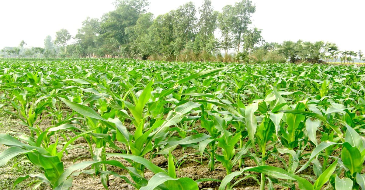 লক্ষ্যমাত্রার চেয়ে অধিক জমিতে ভুট্টা চাষ