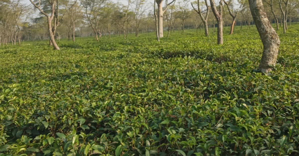 পঞ্চগড়ে দুই মাস চা প্রক্রিয়াকরণ বন্ধ থাকবে