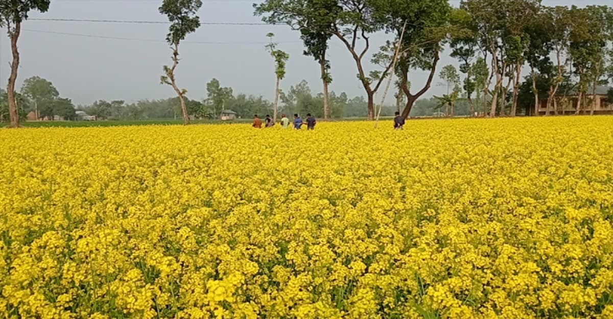 উত্তরবঙ্গে সরিষার বাম্পার ফলন, কৃষকের মুখে হাসি