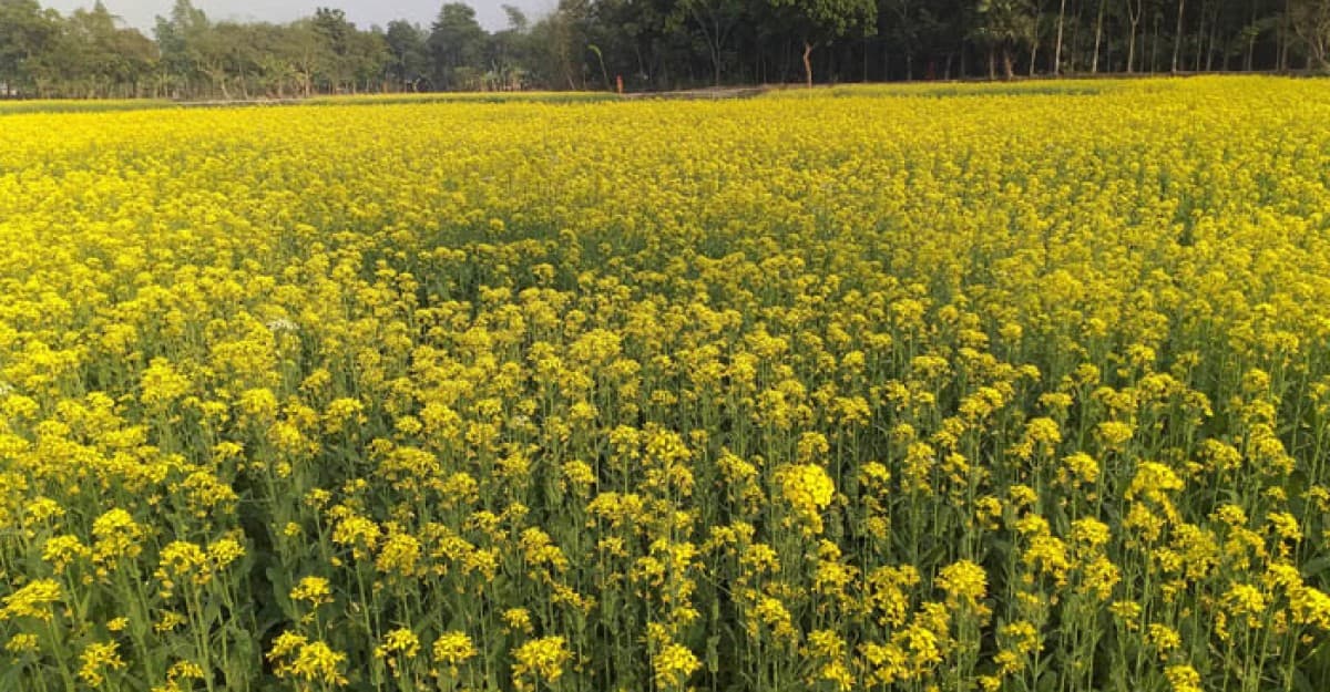 বিরামপুরে সরিষা চাষে সফলতার স্বপ্ন বুনছেন চাষিরা