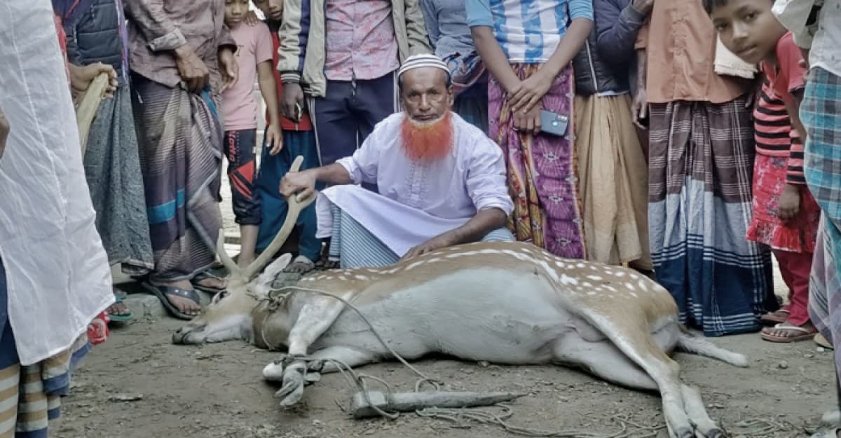 কুকুরের কামড়ে হরিণের মৃত্যু