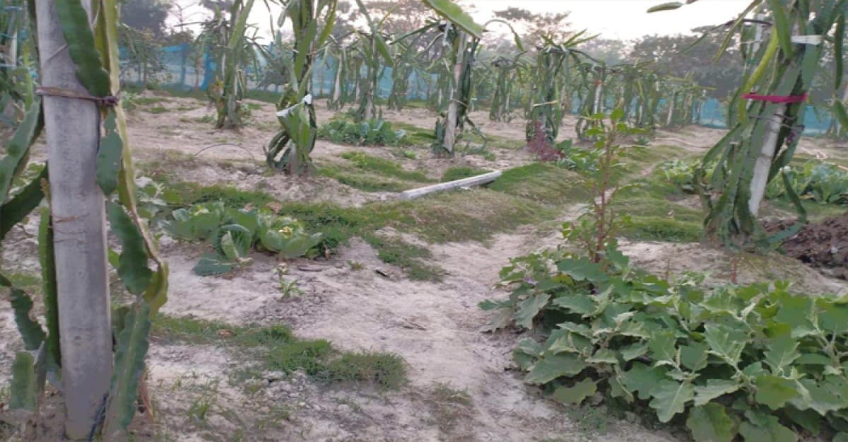 ড্রিপ সেচ পদ্ধতিতে ড্রাগন চাষ, লাভবানের স্বপ্ন কৃষকের
