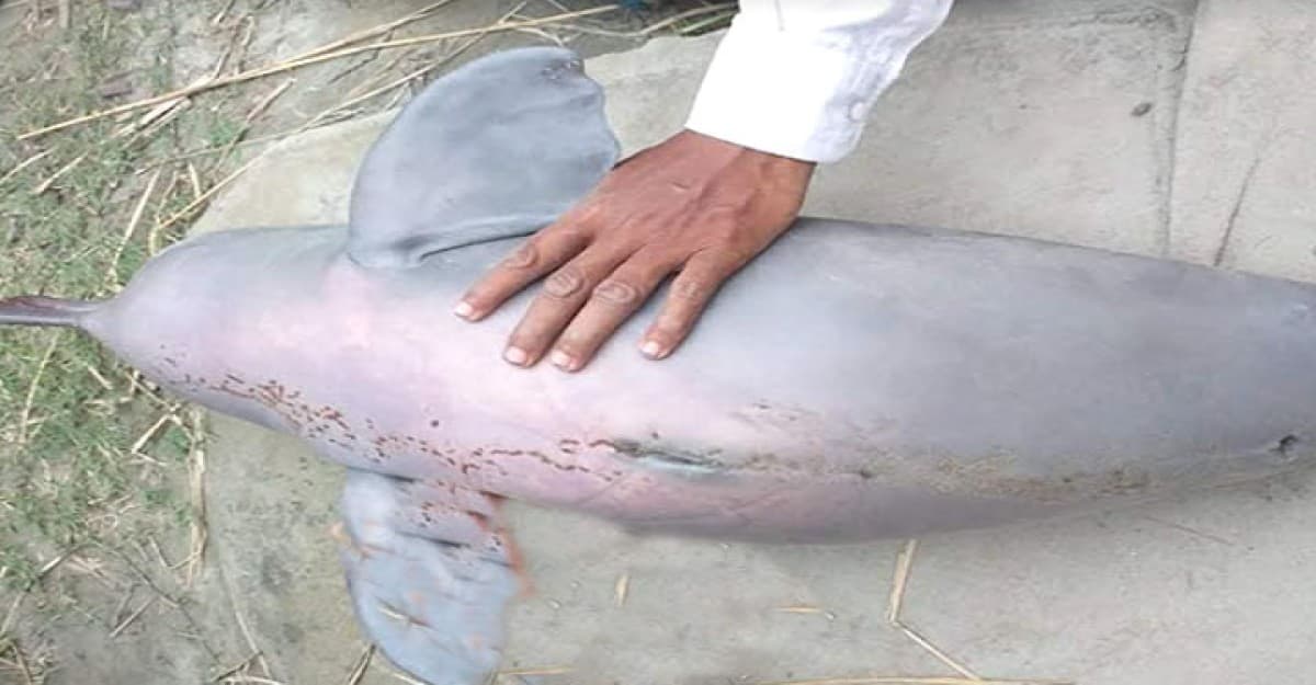 যমুনায় জেলের জালে ধরা পড়লো বিরল প্রজাতির ডলফিন