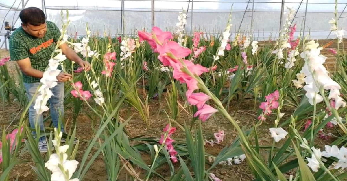 বিদেশী ফুল গ্লাডিওলাস চাষ করছেন কৃষি উদ্যোক্তা সোহেল রানা