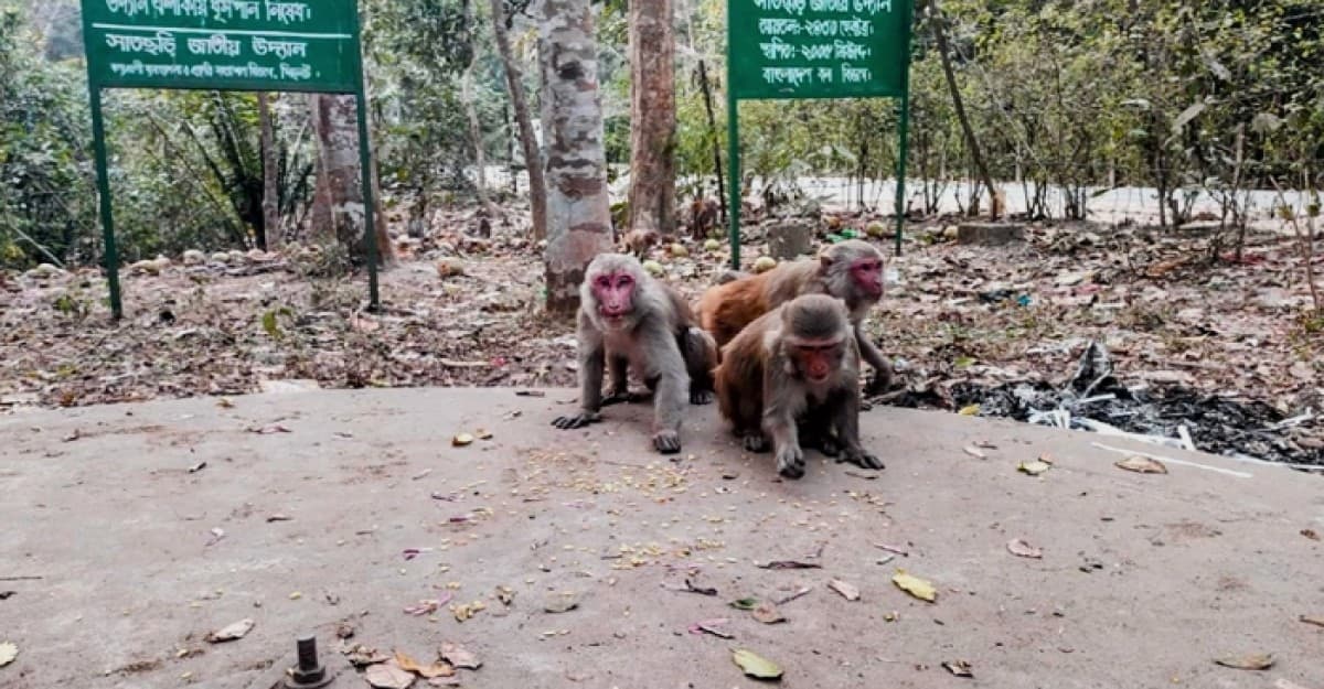 খাবারের অভাবে লোকালয়ে বানর, মানতে নারাজ বন বিভাগ