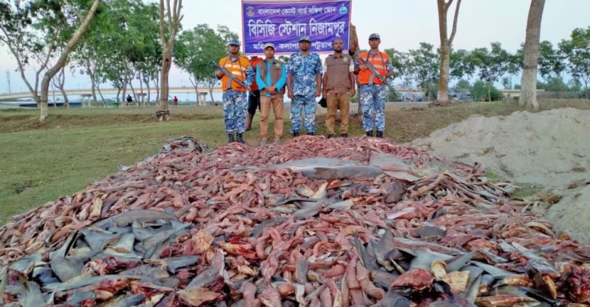 ১৫০ মণ অবৈধ হাঙর, ২০টি শাপলাপাতা মাছ জব্দ