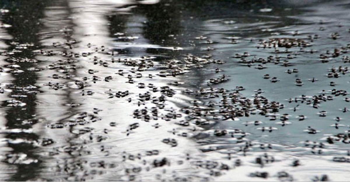 চুনারুঘাটে মশার উপদ্রবে অতিষ্ঠ মানুষ