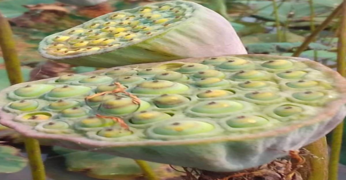 মৌলভীবাজার হাওরে ফুটেছে শত শত পদ্মটুনা