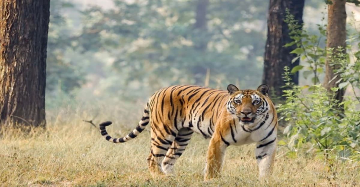 ভারতে বাঘের সংখ্যা বেড়েছে