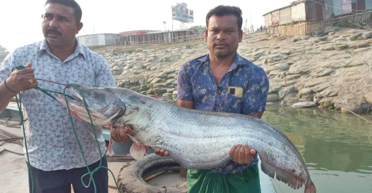 এক বোয়ালের দাম ৪৫ হাজার