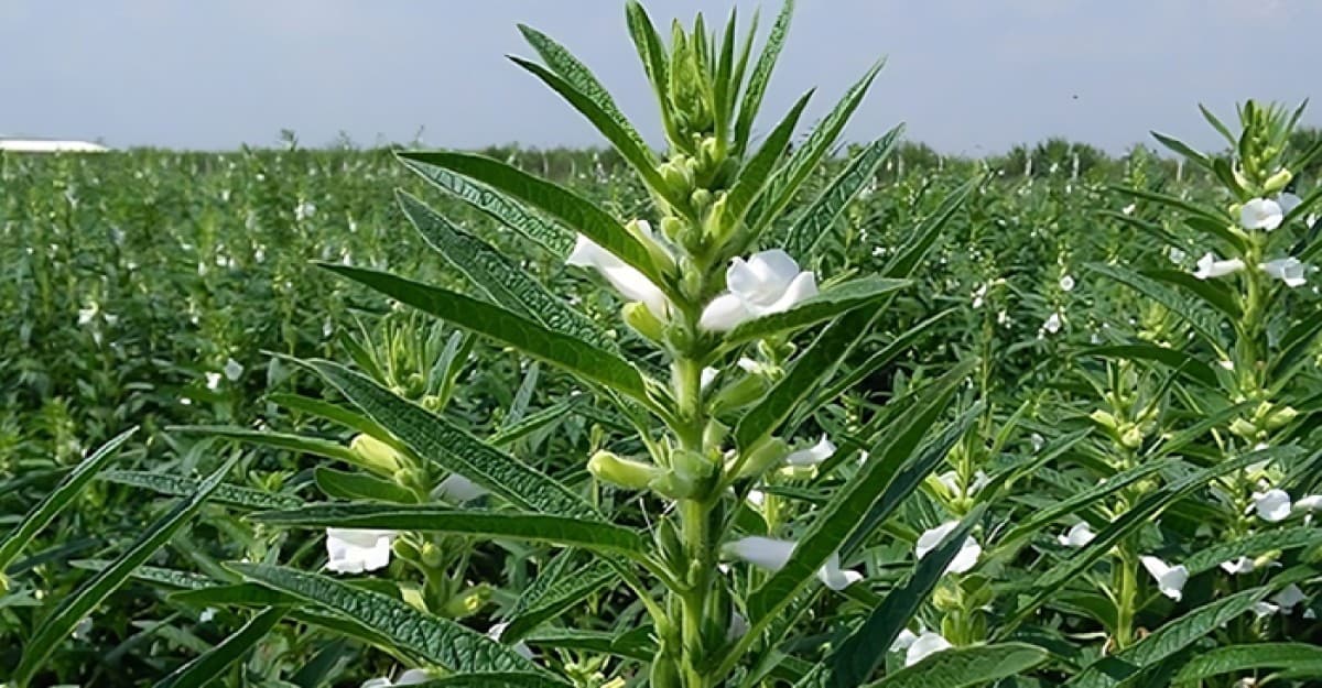 বেড়ায় তিলের বাম্পার ফলনের সম্ভাবনা
