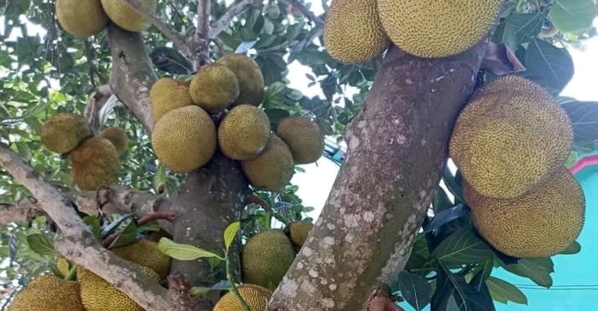 চুনারুঘাটে গাছে গাছে শোভা পাচ্ছে জাতীয় ফল কাঁঠাল