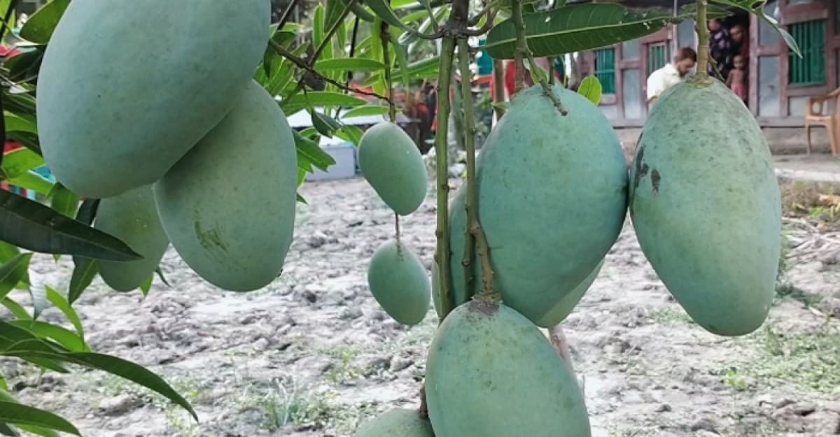 লবনাক্ত জমিতে আম চাষে কৃষকের বাজিমাত