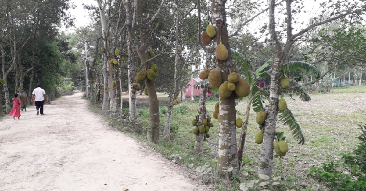 গাইবান্ধায় করতোয়া বন্যা নিয়ন্ত্রণ বাঁধে কাঁঠাল গাছ রোপনে লাভবান