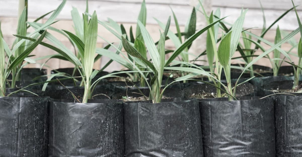 বেড়ায় বজ্রপাত রোধে ৪শ' তালগাছের চারা রোপণ