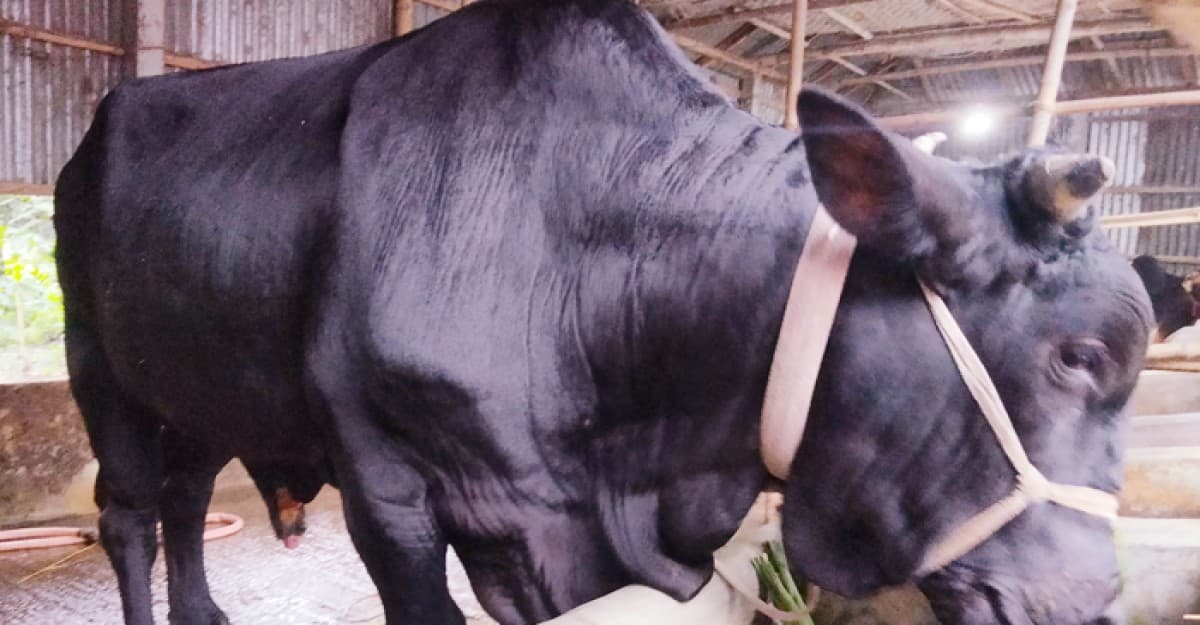 রংপুরের লালবাগ হাটে প্রস্তুত ৯০০ কেজির ‘জমিদার’গরু