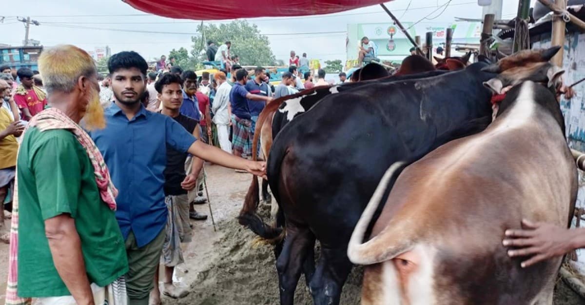 বেচা-কেনায় ভাটা, দুশ্চিন্তায় গরু ব্যবসায়ীরা