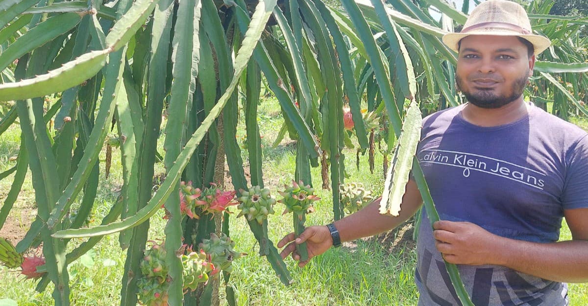প্রযুক্তির সহায়তায় পতিত জমিতে ড্রাগন চাষে সফল বাপ্পি